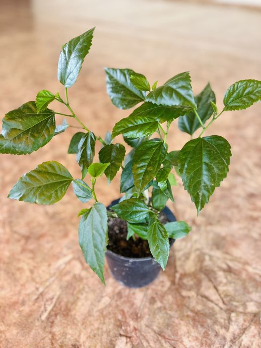 цветы комнатные