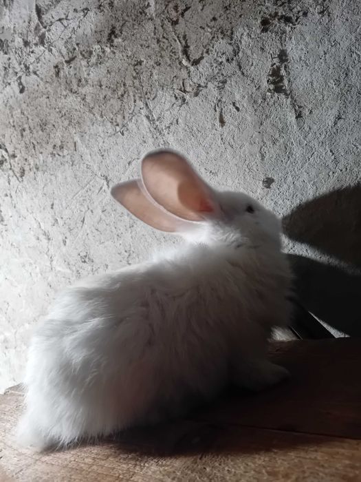 Vând iepurași metis în vârstă de 8-9 săptămâni