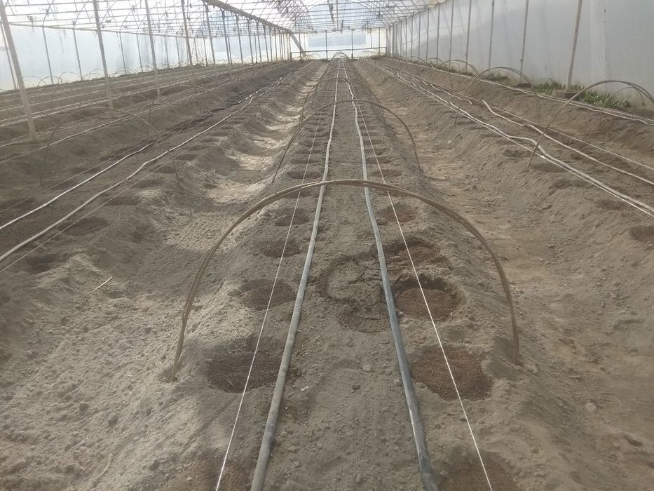 Biogumus Oliy Sifatli