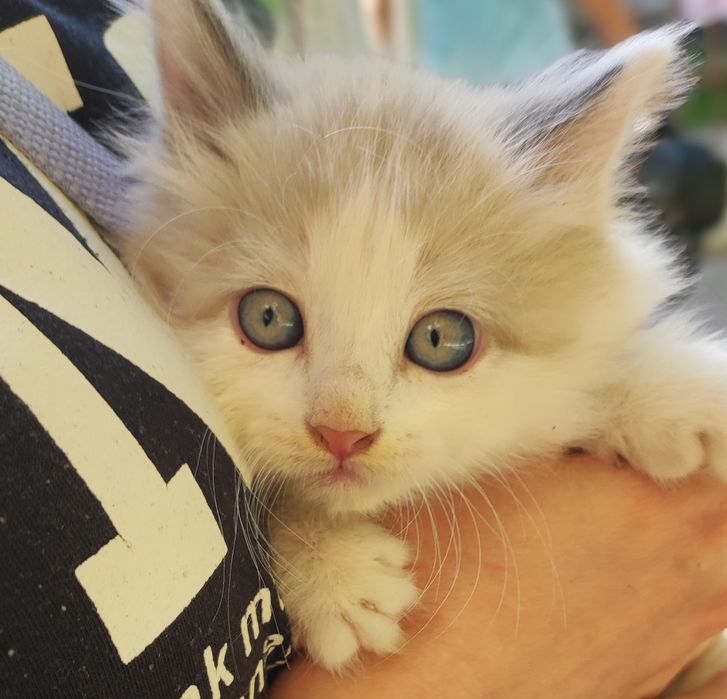 Котёнок в добрые руки!