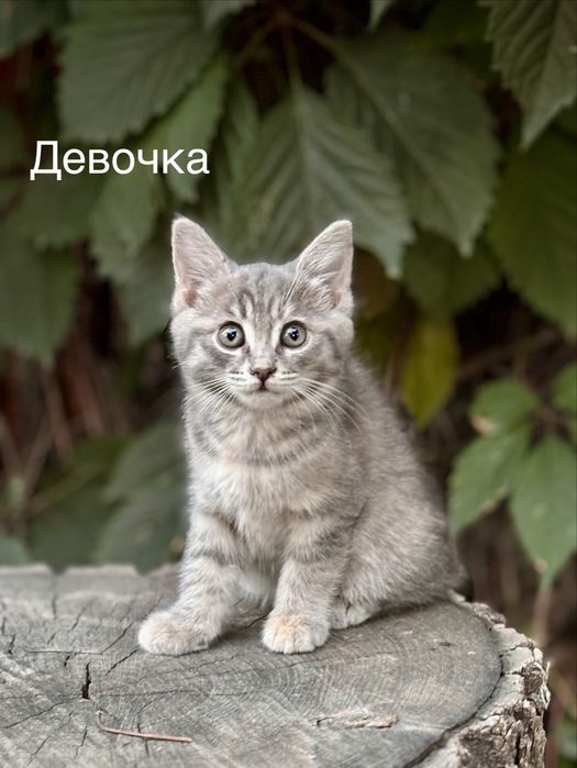 Котята в добрые и любящие руки