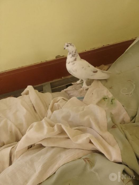 Kabutar sotiladi yana kelishamiz