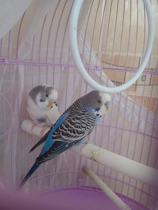 Vând peruși papagalii