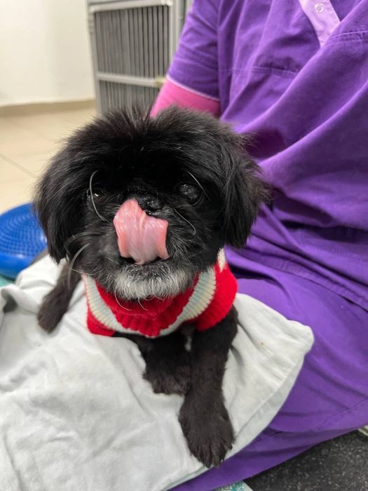 Пекинес Краш ищет семью! Читайте текст!