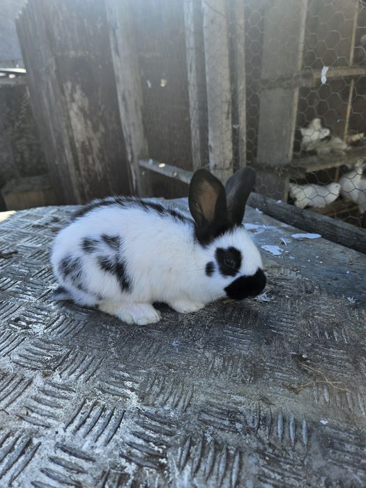 Vând iepuri fluture german