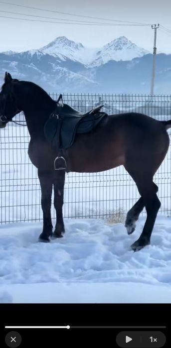 Продам кавалерийское седло новое