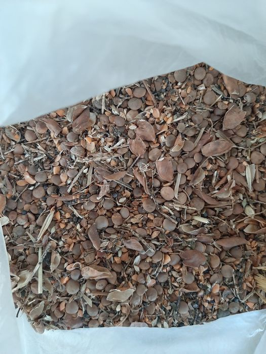 Красная кормовая чечевица для откорма!