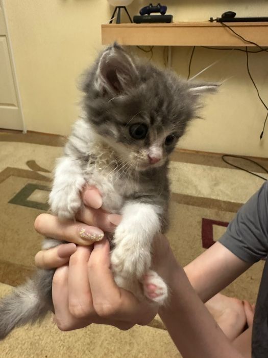 Котёнок пушистый