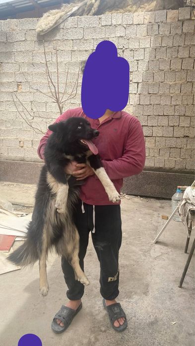 Отдаю хаски даром