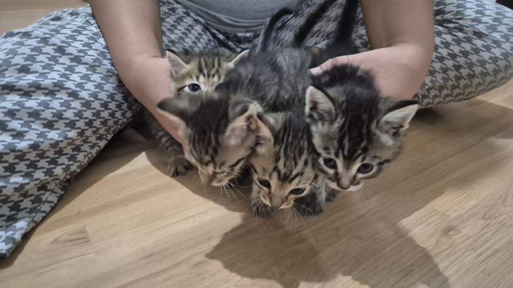 Отдадим котят в добрые руки !