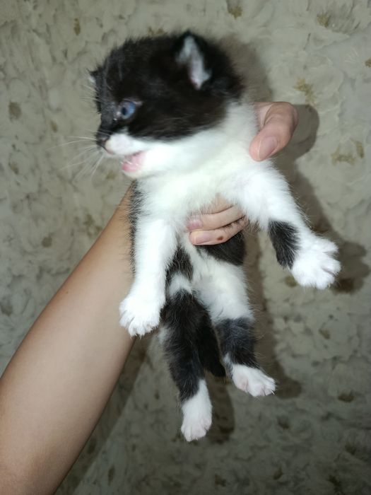 Новорожденные британские котята