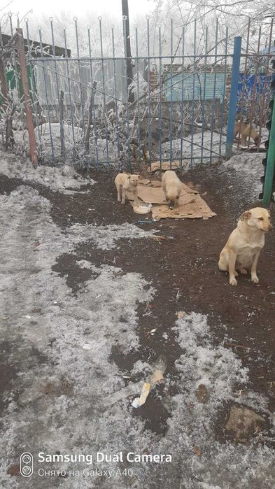 Ищем любящих хозяев для щенков!