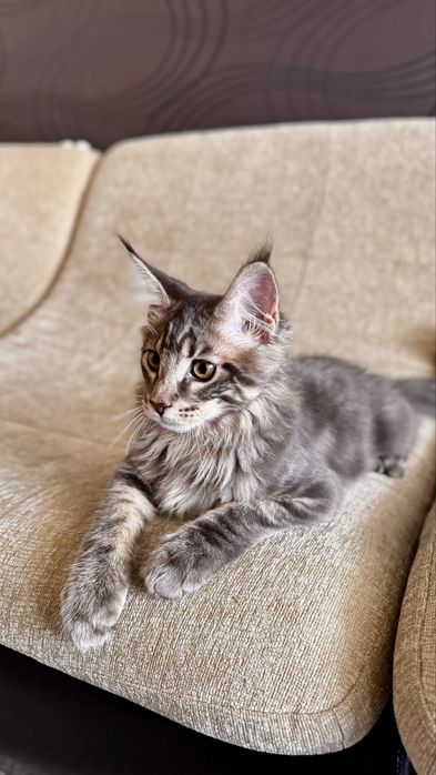 Мэйн-Кун породистый.