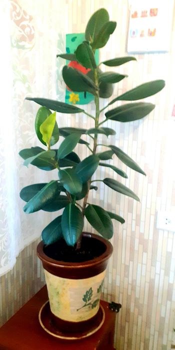 Комнатные растенмя