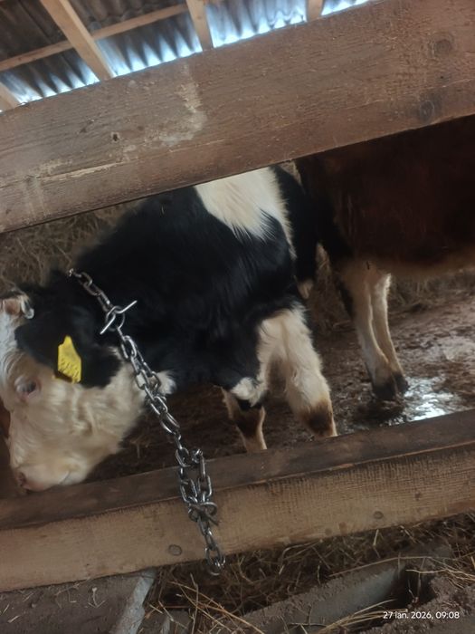 Vând 2 tauri  sănătoși si cuminți