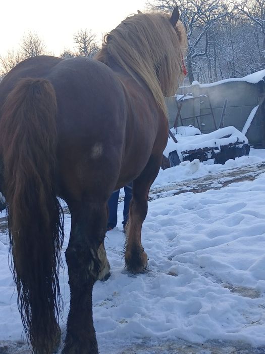 Vând armăsar muranchez