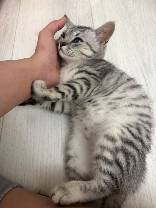 Котенок даром в добрые руки