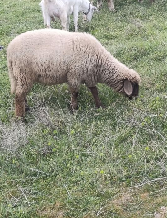 Продавам 3 овце и 2 големи ягнета 0876711445