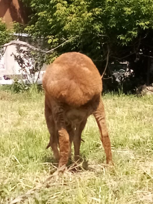 Қошқар сатылады   породалы.