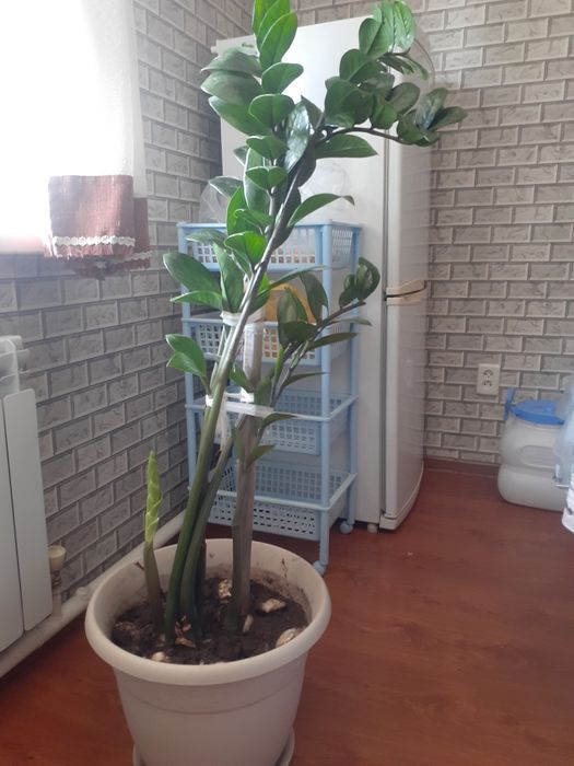 Продам цветок долларовое дерево