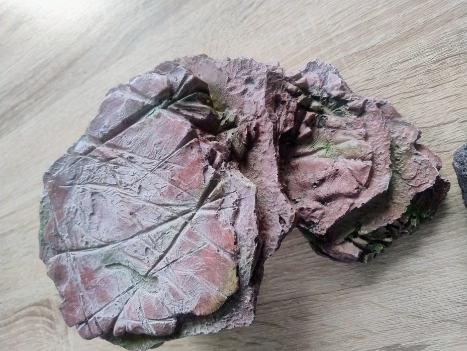 Platforma broasca testoasa