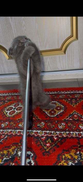 Британски Скотиш фолд Мушугимиз 8 ойлик Кизча