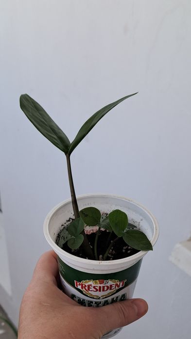 Продам Долларовый/Замиокулькас