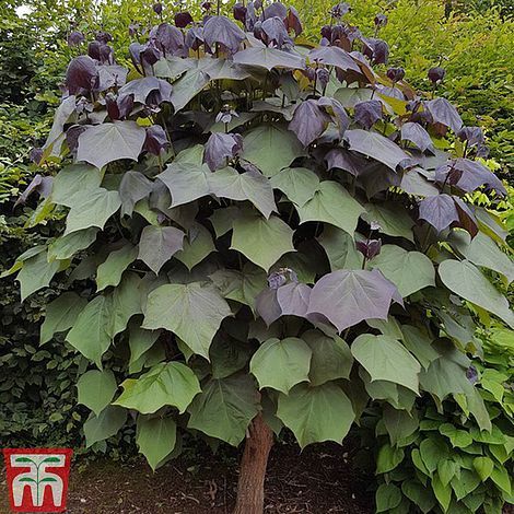 Pomi ornamental  Catalpa  purpurea