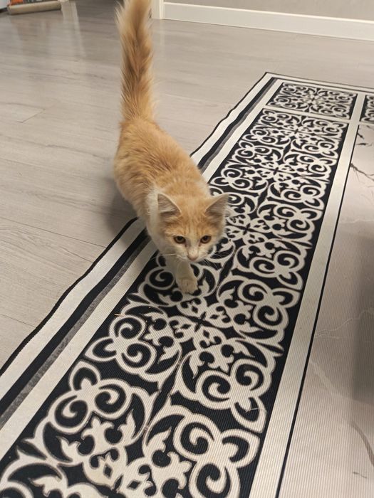 Продам домашнию кошку