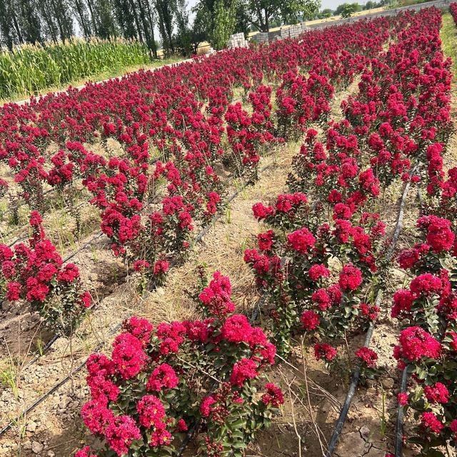 Majivelnik siren kashtan shamshod bor