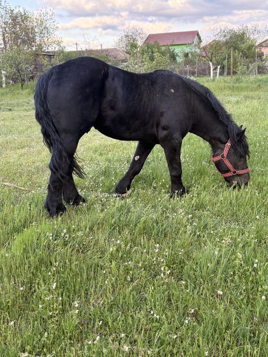 Vand manz negru
