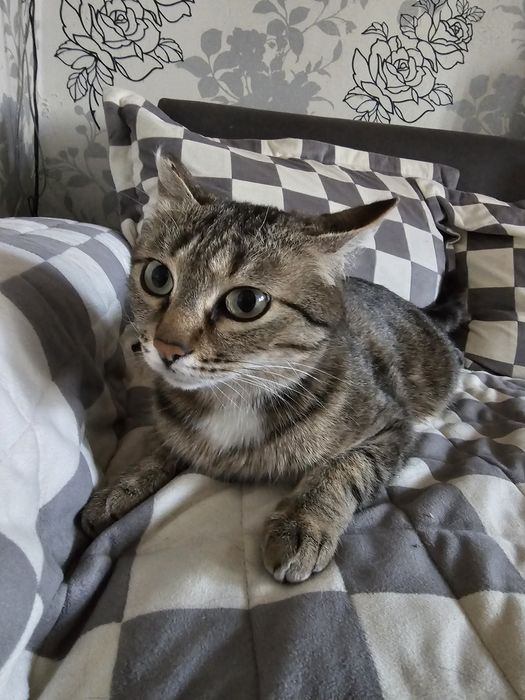 Ищем дом кошечке