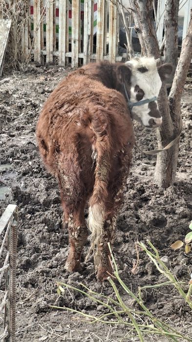 Қашар Порода Ақ бас Срочно сатылады