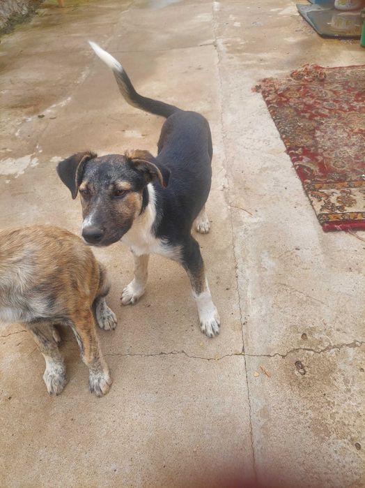 Отдадим 2-х щеночков