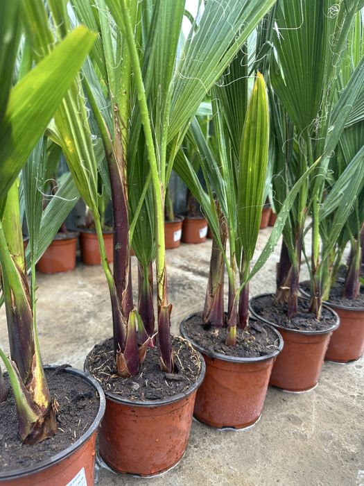 Vand palmieri 70-80 cm cate 2/3 in ghiveci