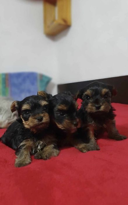 Мини йоркширски териер