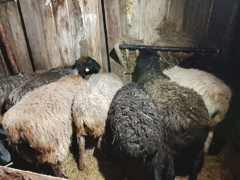 Продам баран семіз қойлар сатылады