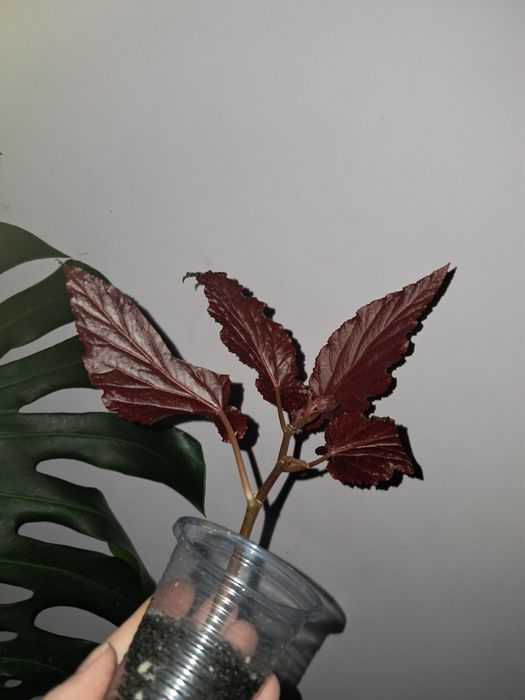 Бегония Арабиан Сансет