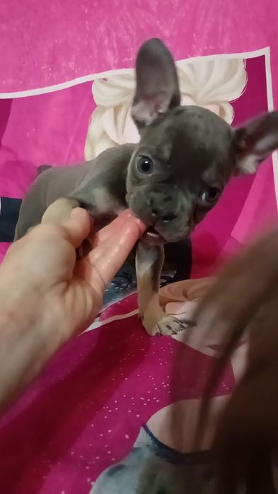 Французские бульдоги мальчики и девочки