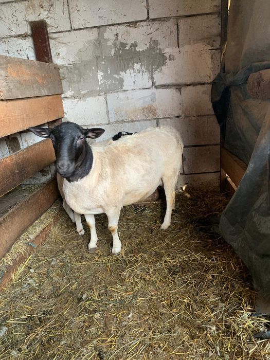 Oi dorper de vânzare