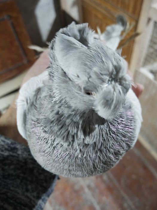 Продам голубей...