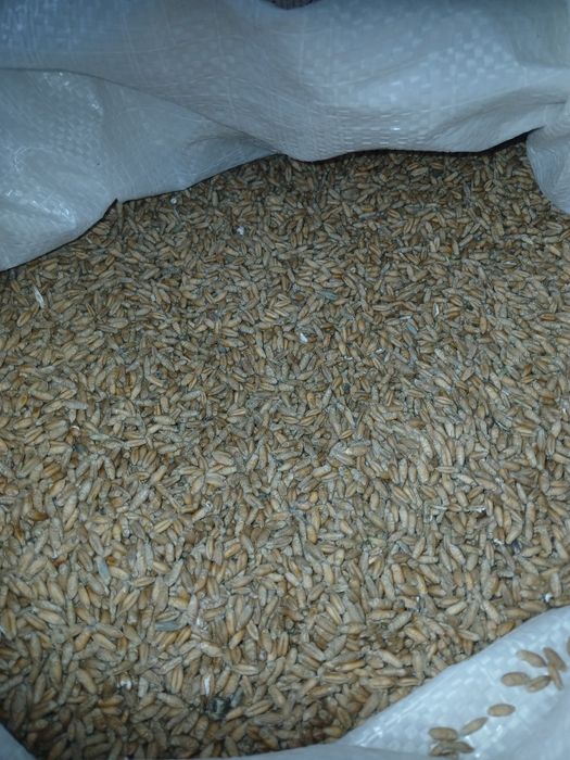 Triticale grâu și paie