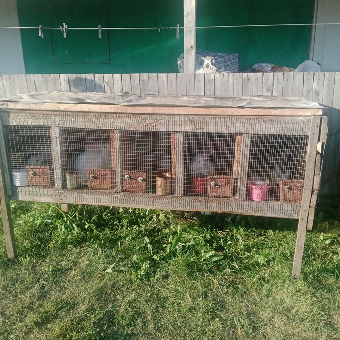 Продам кроликов 11шт