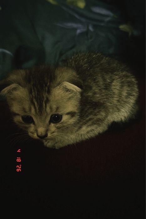 котенок мальчикк