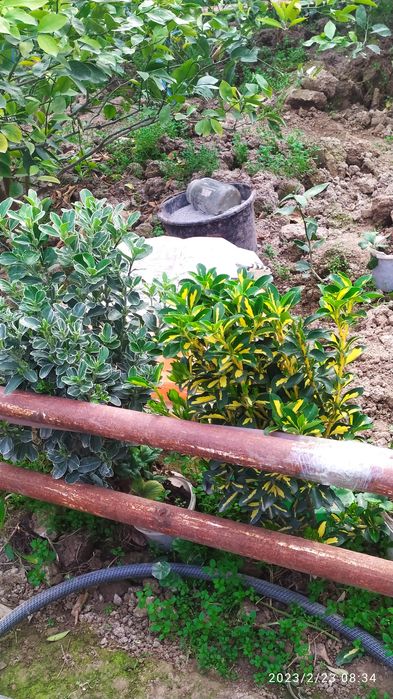 Birsklet  va shamshod. Va boshqa kochat