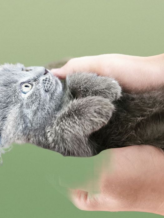 Продаю хорошую красивую  вислоуху.