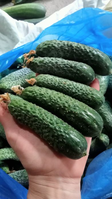 Огурцы огурчики на маринад