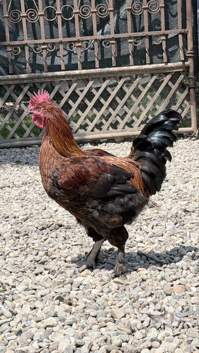 Vând cocoși tineri