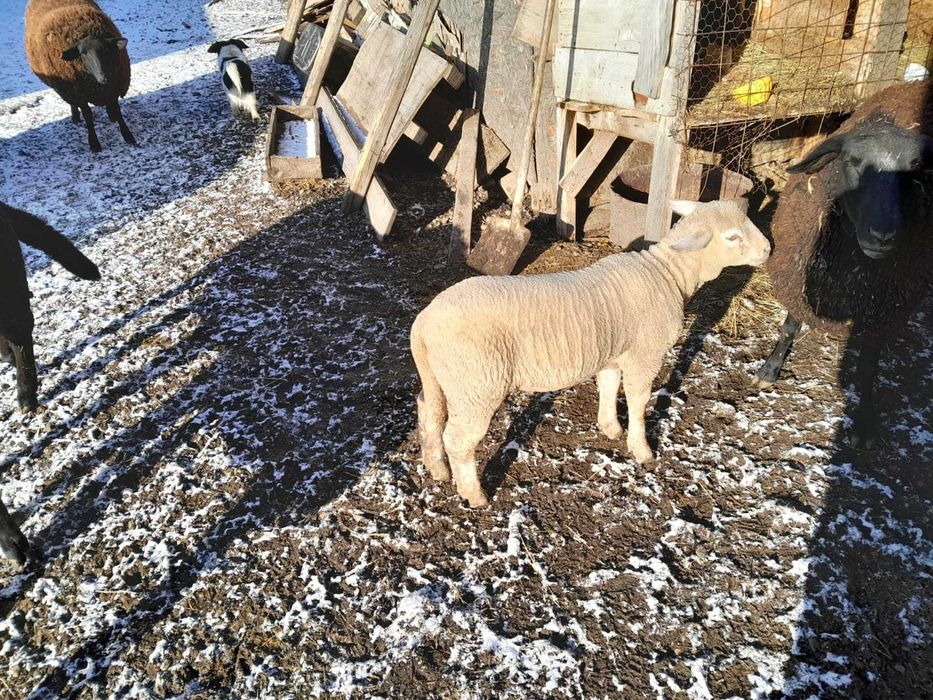 De vanzare berbecuți si berbec rasă de carne