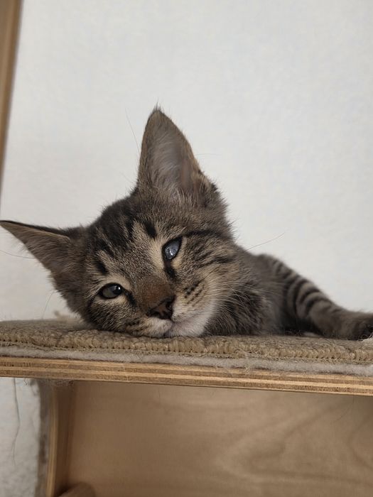 Заберите нас, двух котят!